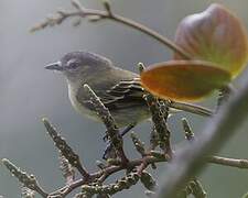 Slender-footed Tyrannulet