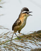 Sharp-tailed Grass Tyrant