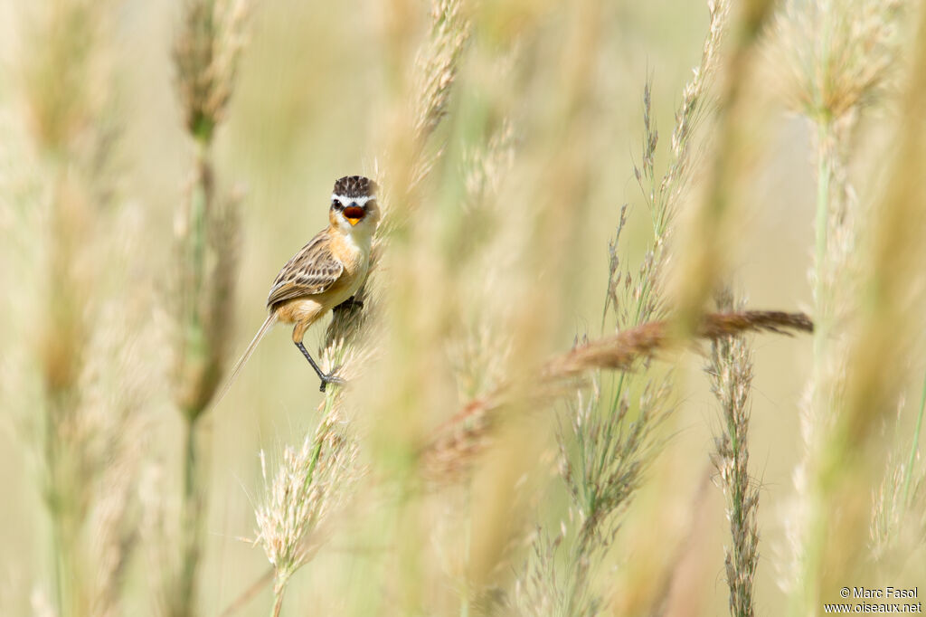 Sharp-tailed Grass Tyrant male adult, identification