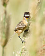 Sharp-tailed Grass Tyrant