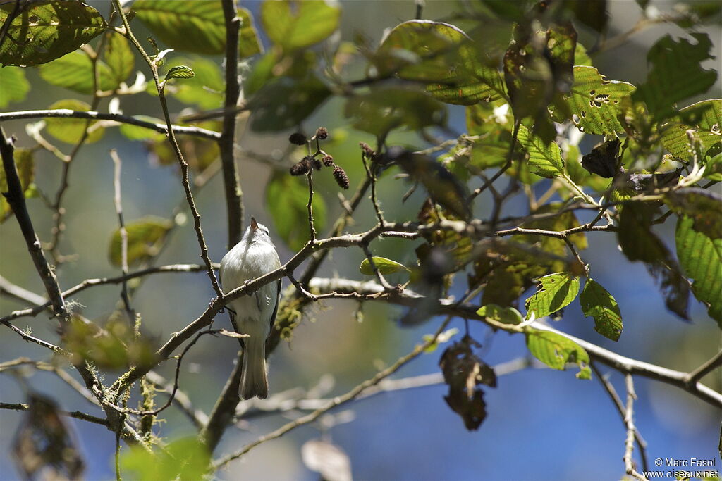 White-tailed Tyrannuletadult, identification