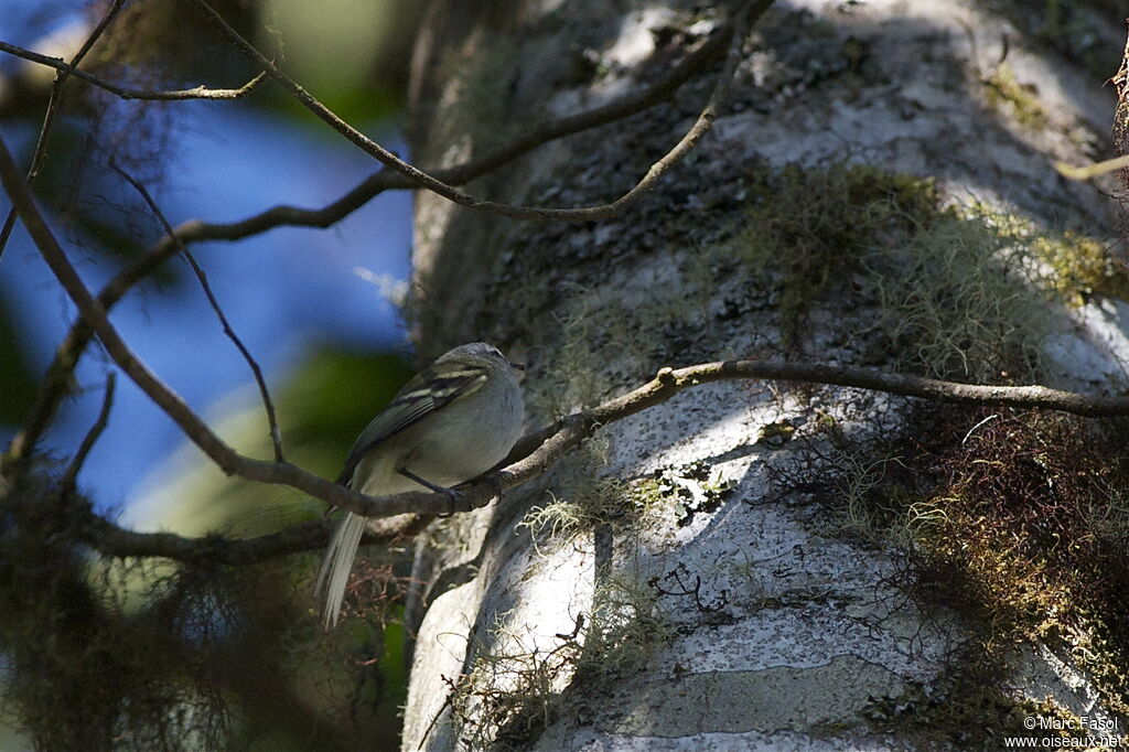 Tyranneau à queue blancheadulte, identification