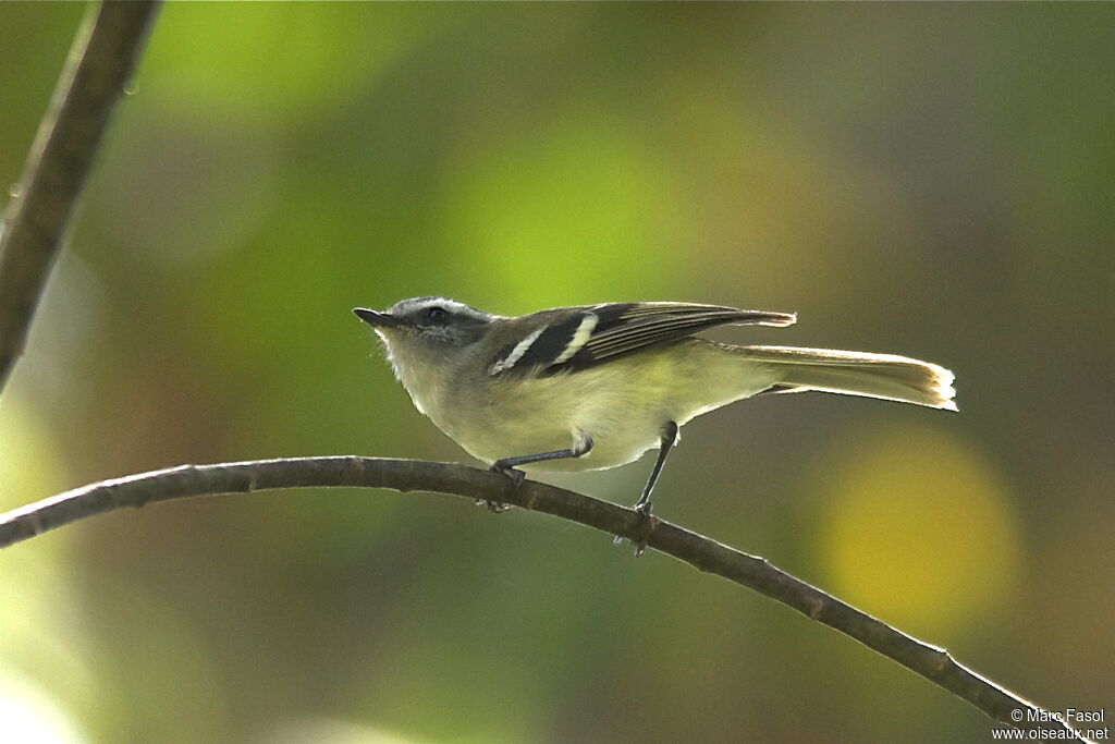 Tyranneau à sourcils blancsadulte, identification