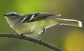 White-banded Tyrannulet