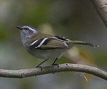 White-banded Tyrannulet