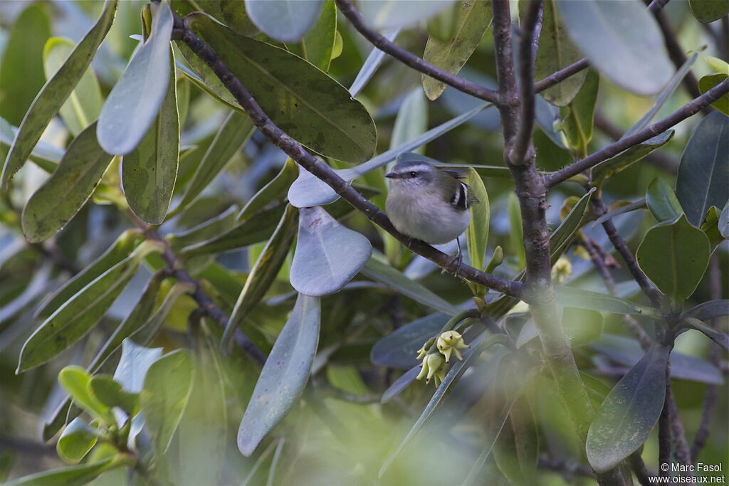 White-banded Tyrannuletadult, identification