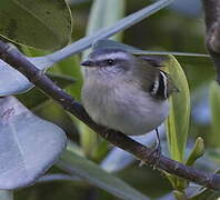 White-banded Tyrannulet