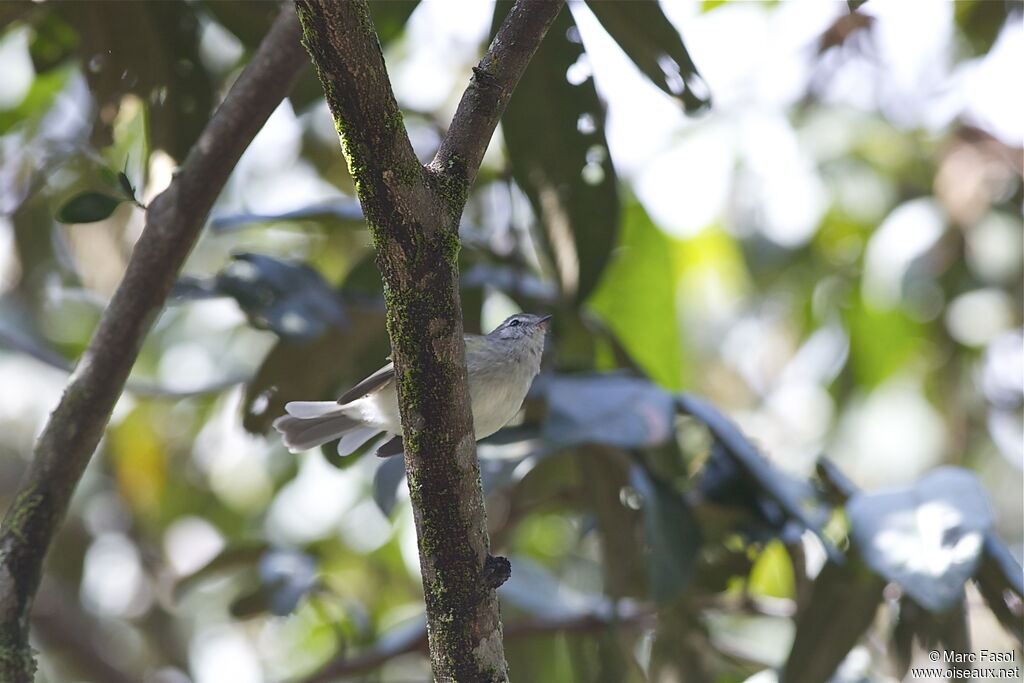 Tyranneau à sourcils blancsadulte, identification