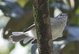 White-banded Tyrannulet