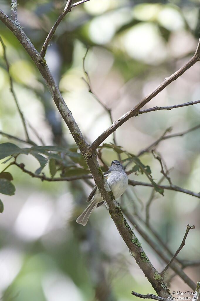 Tyranneau à sourcils blancsadulte, identification