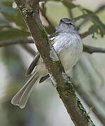 White-banded Tyrannulet