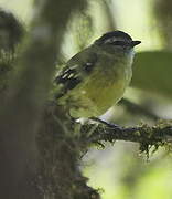 Black-capped Tyrannulet