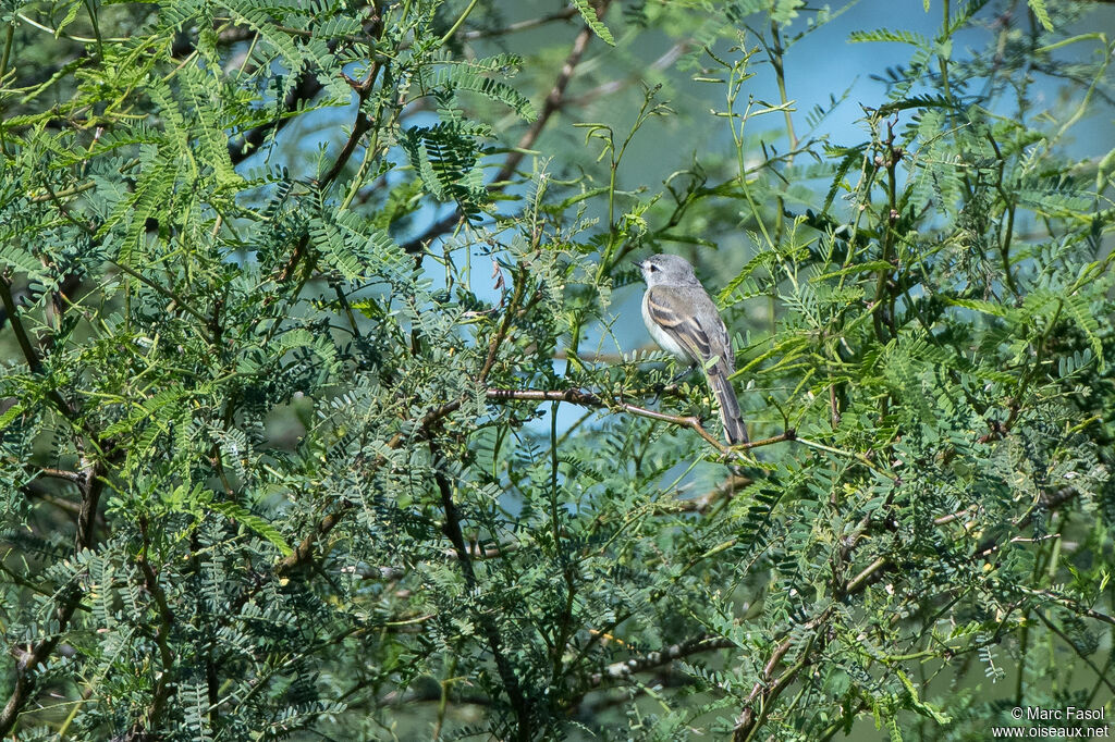 Tyranneau à toupetadulte, identification