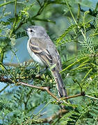 White-crested Tyrannulet