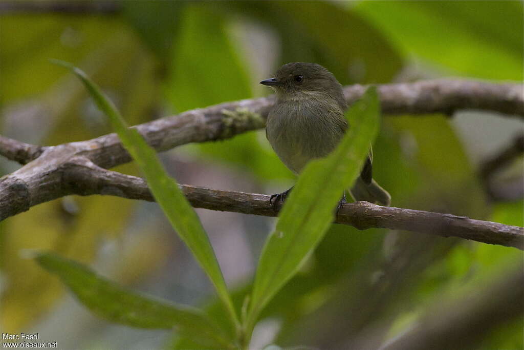 Bolivian Tyrannuletadult, close-up portrait