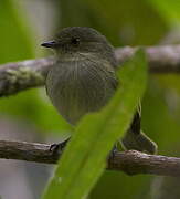 Bolivian Tyrannulet