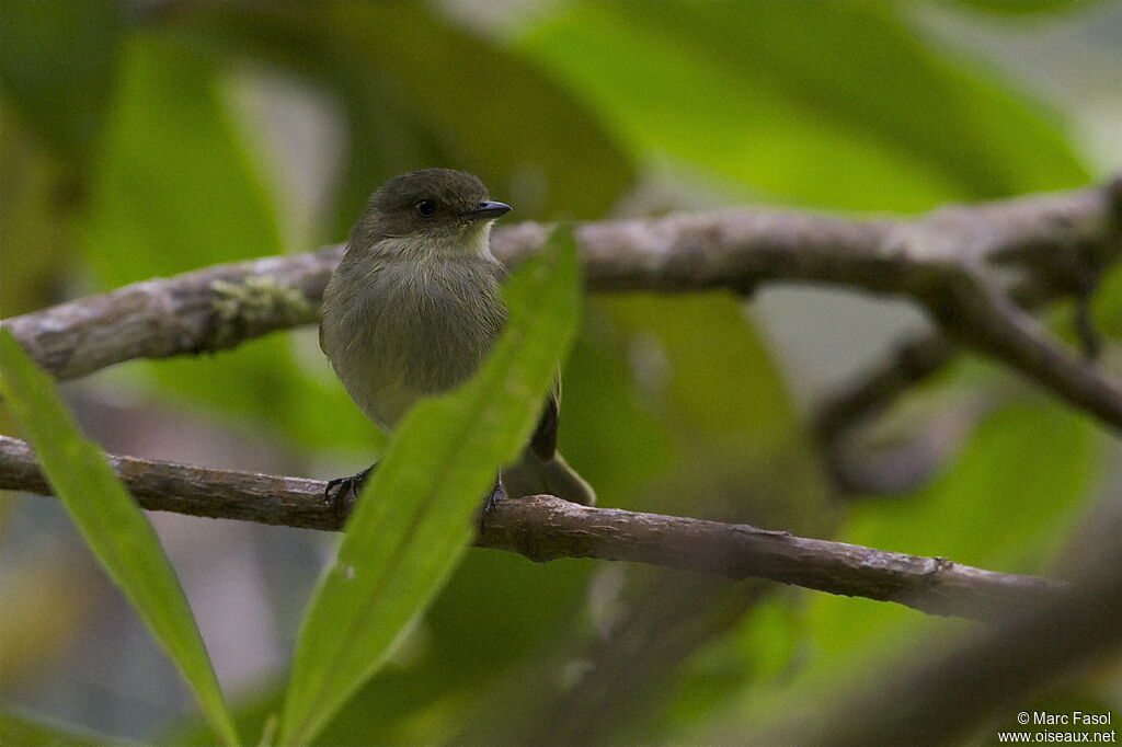 Bolivian Tyrannuletadult, identification