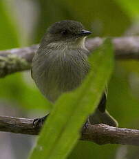 Tyranneau de Bolivie