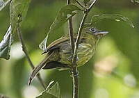 Tyranneau de Colombie