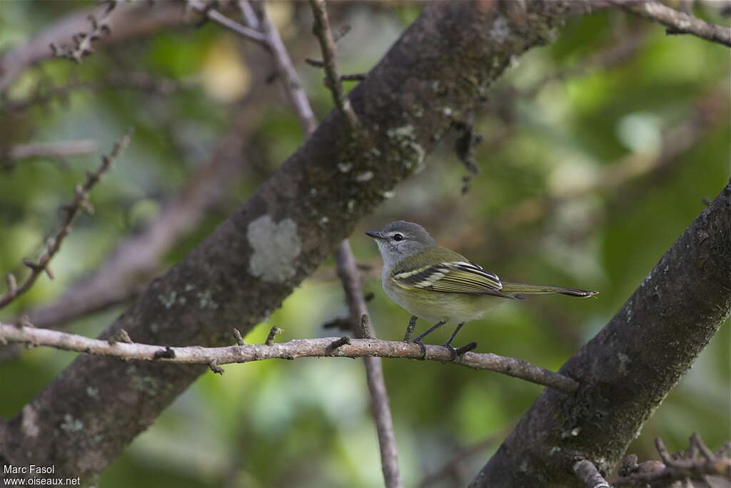 Tyranneau de Sclateradulte, identification