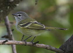 Sclater's Tyrannulet