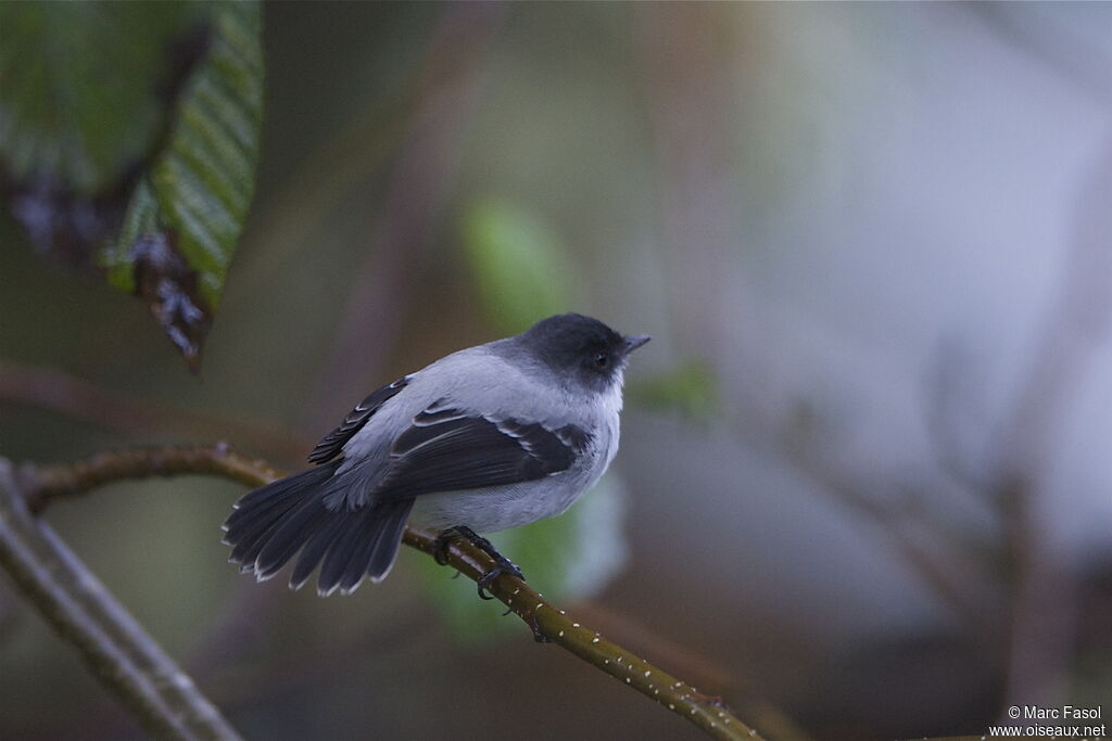 Torrent Tyrannuletadult, identification