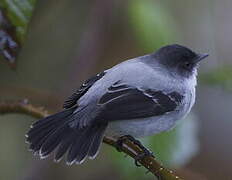 Torrent Tyrannulet