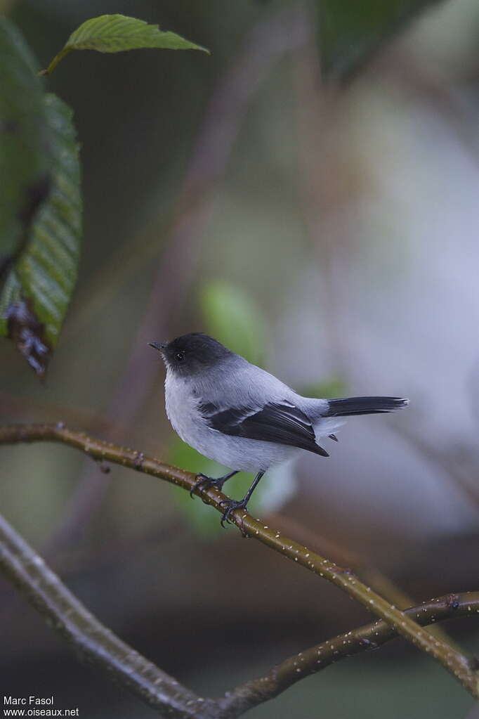 Tyranneau des torrentsadulte, identification