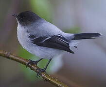 Torrent Tyrannulet