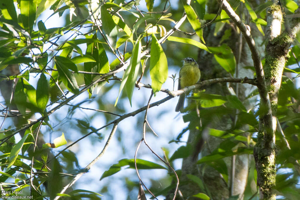 Tyranneau distinguéadulte, identification