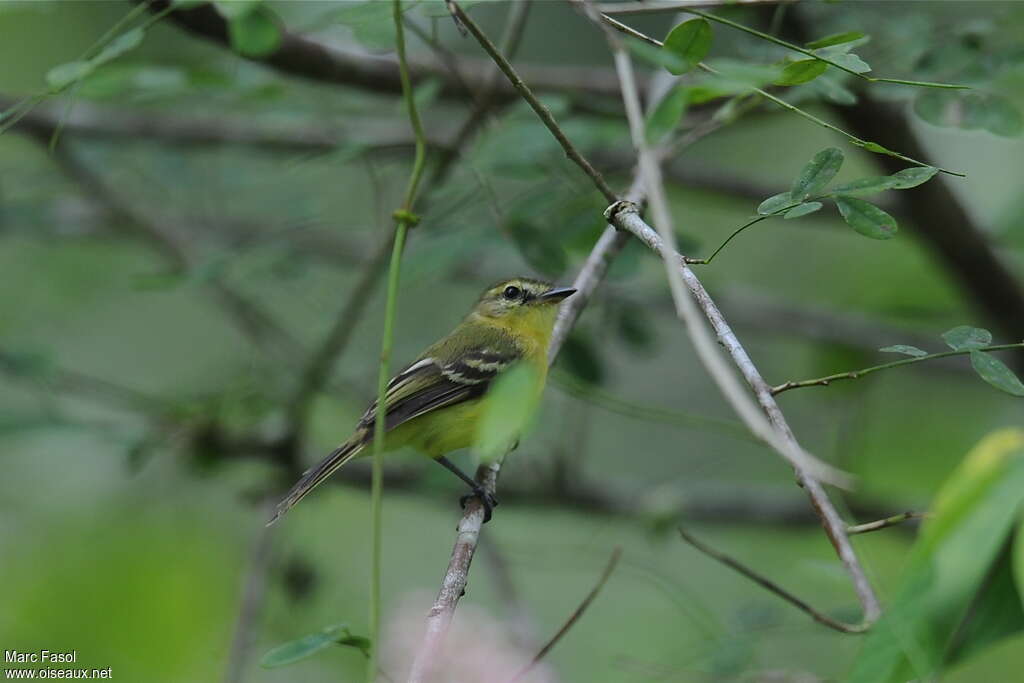 Yellow Tyrannuletadult, identification