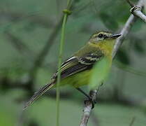 Yellow Tyrannulet