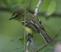 Yellow Tyrannulet