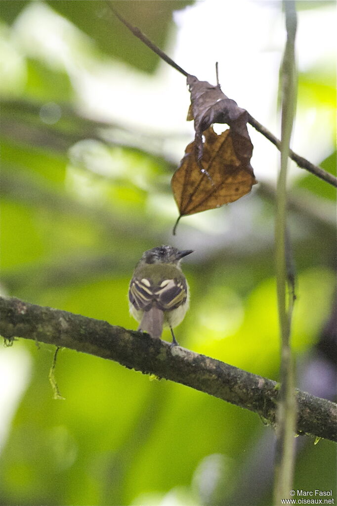 Marble-faced Bristle Tyrantadult, identification