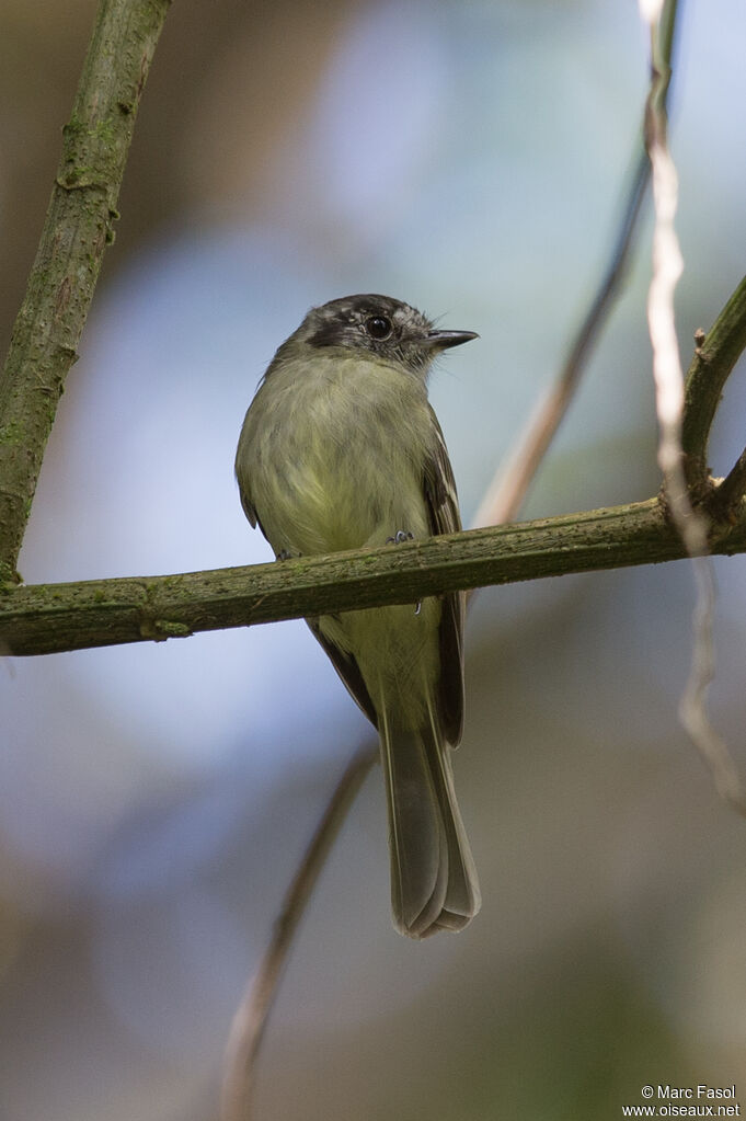 Marble-faced Bristle Tyrantadult, identification