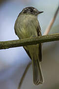 Marble-faced Bristle Tyrant