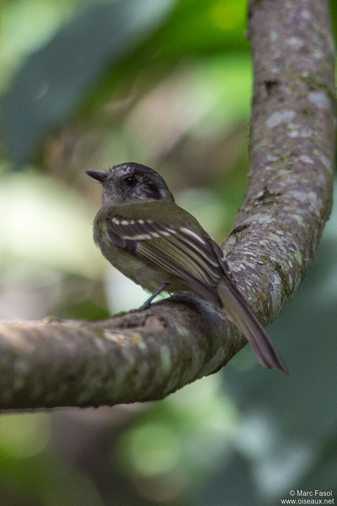 Marble-faced Bristle Tyrantadult, identification