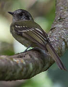 Marble-faced Bristle Tyrant