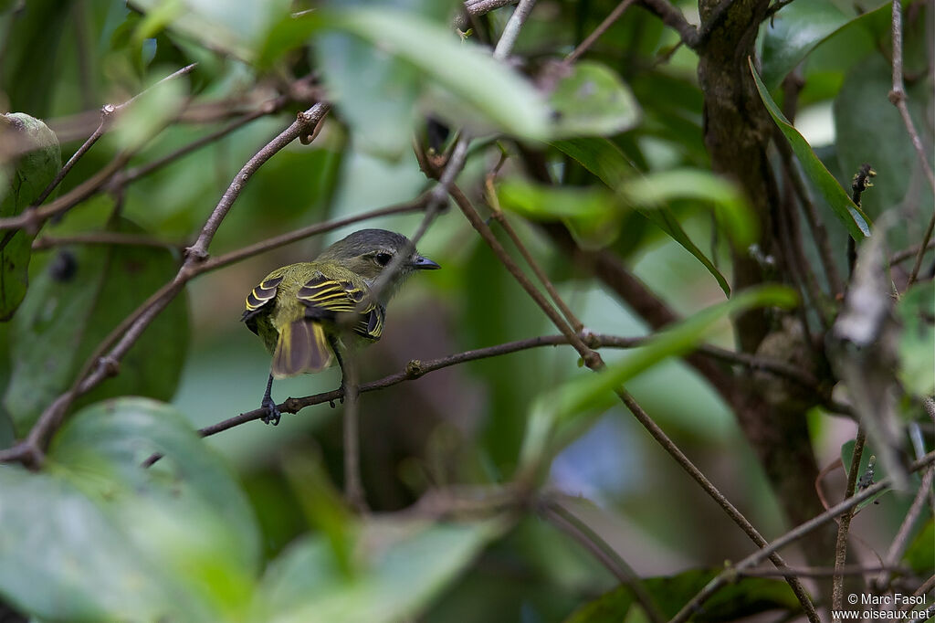 Mistletoe Tyrannuletadult, identification