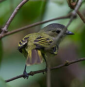 Mistletoe Tyrannulet