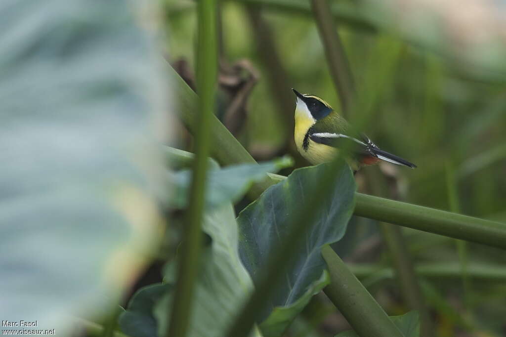 Many-colored Rush Tyrantadult, identification