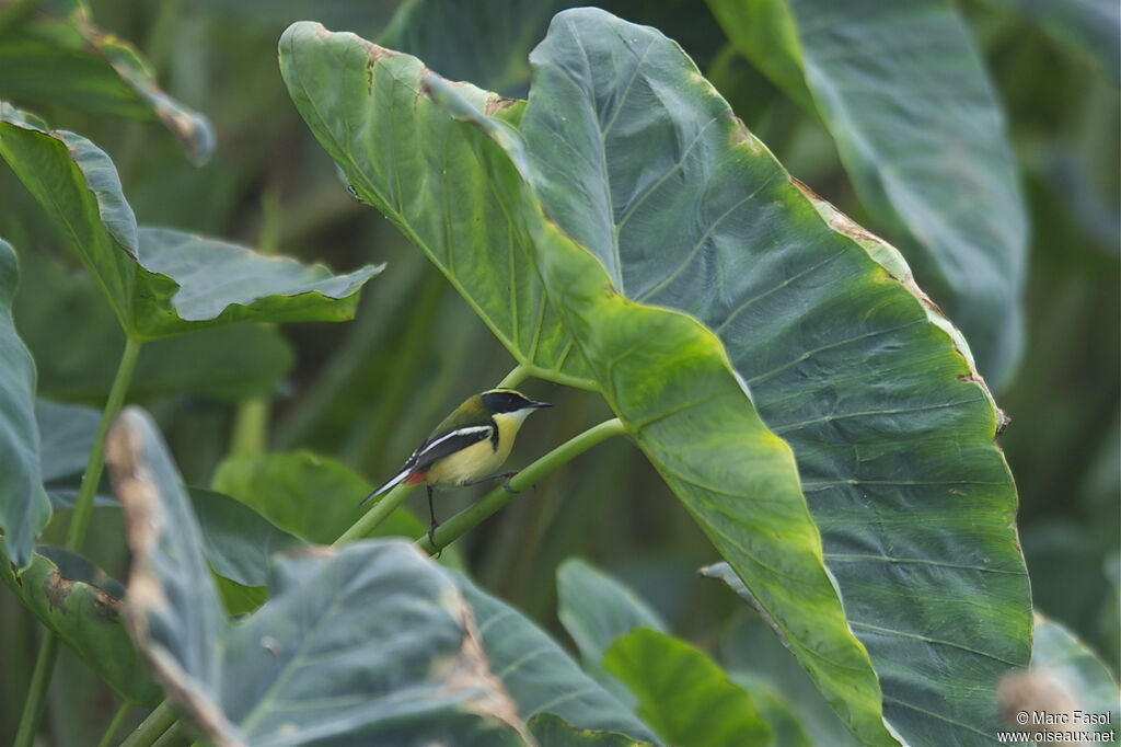 Many-colored Rush Tyrantadult breeding, identification, Behaviour