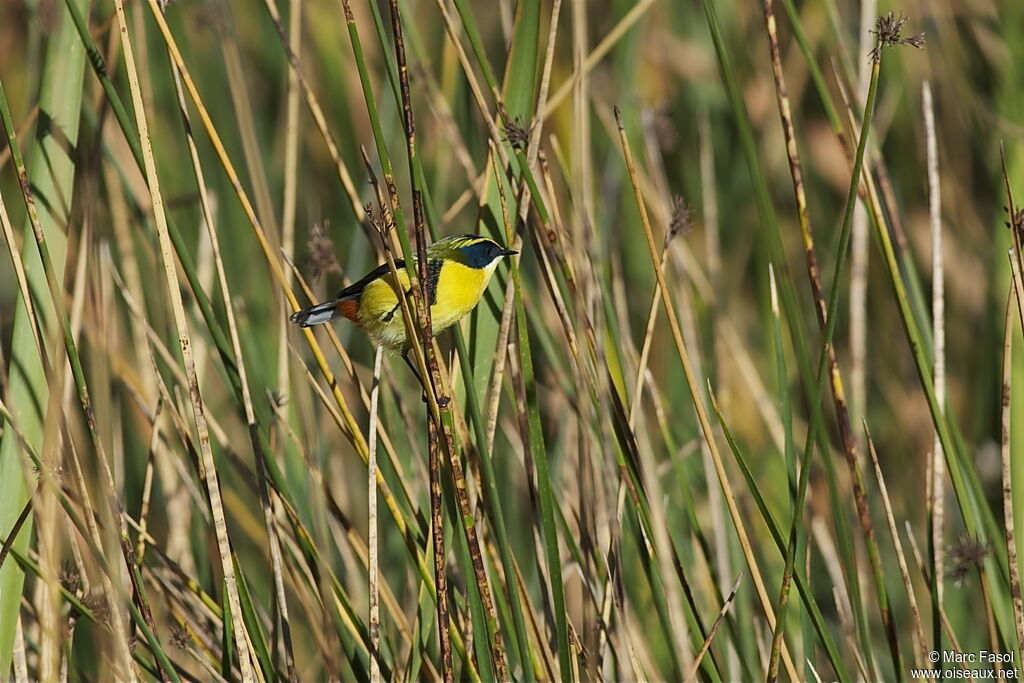 Tyranneau omnicoloreadulte, identification, Comportement