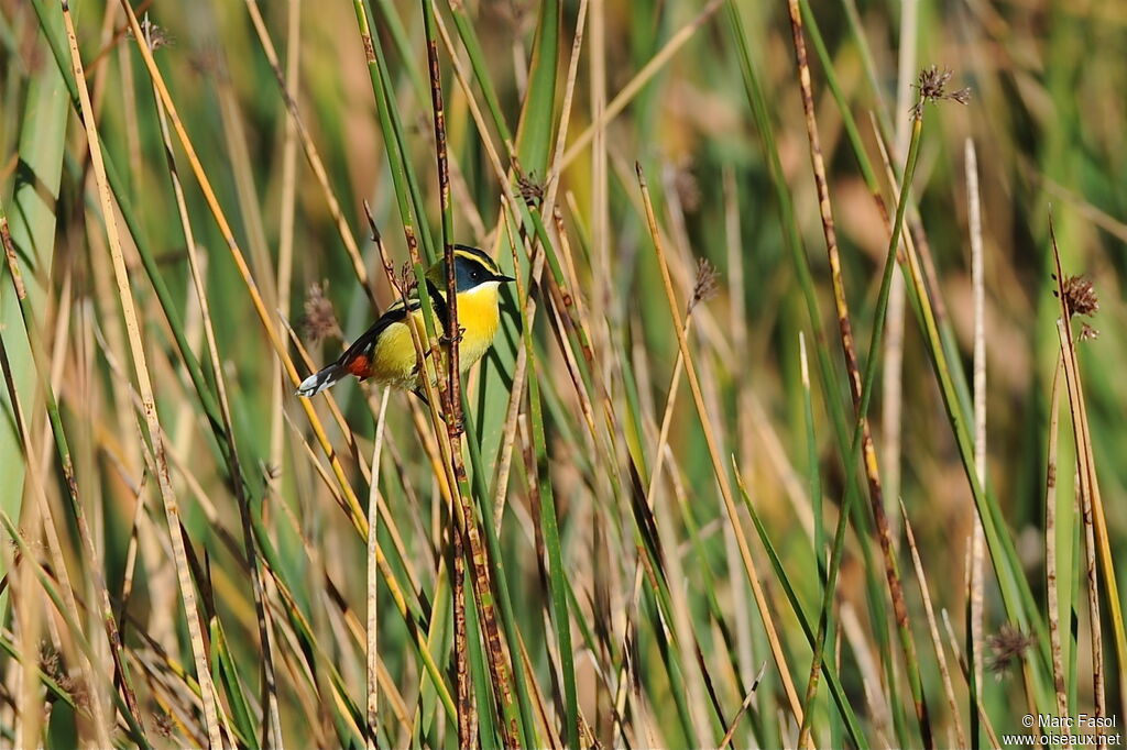 Many-colored Rush Tyrantadult, identification