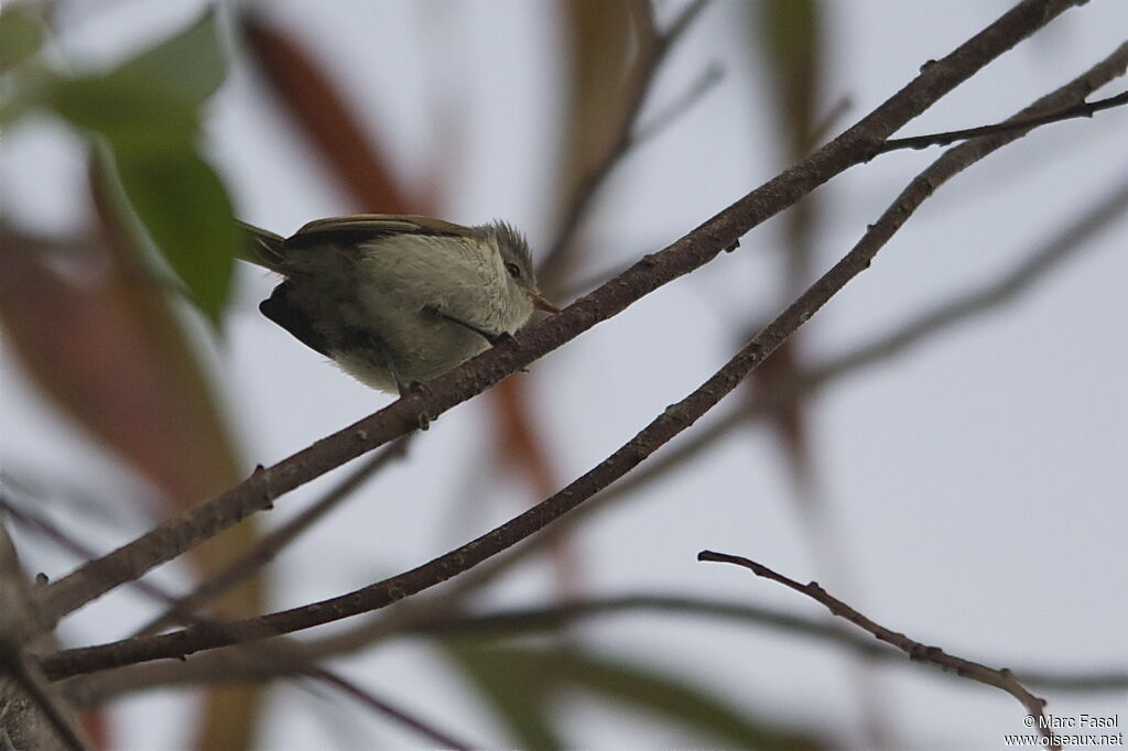 Tyranneau passegrisadulte, identification