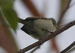 Southern Beardless Tyrannulet