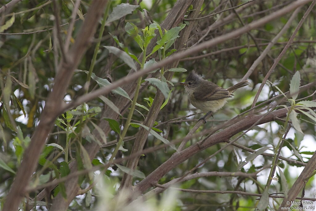 Tyranneau passegrisadulte, identification