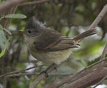 Southern Beardless Tyrannulet