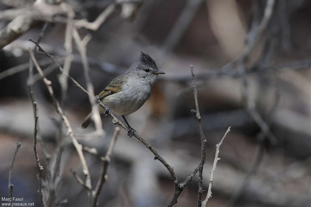 Southern Beardless Tyrannuletjuvenile, identification