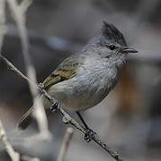 Southern Beardless Tyrannulet